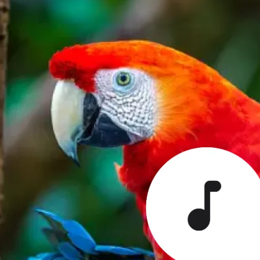 Download Parrot Sounds Terbaru – Suara Burung Keren Gratis