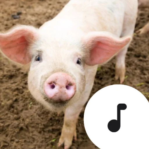 Download Pig Sounds Terbaru – Aplikasi Suara Babi Lucu Gratis